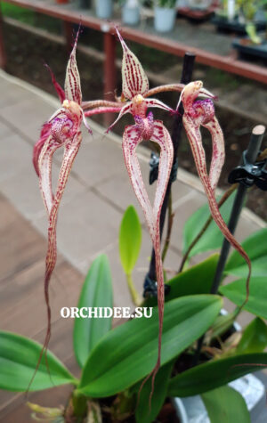 Bulbophyllum putidum