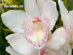 Cymbidium Early White Fancy Angel