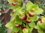 Cymbidium Green Giant