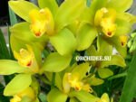 Cymbidium Lime Green