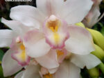 Cymbidium Million Smile