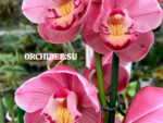 Cymbidium Raspberry 'Miloile'