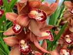 Cymbidium Tangerine Mary 'Brownie'