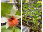 Dendrobium Sophia Ang