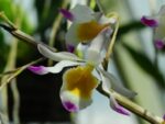 Dendrobium crystallinum