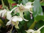 Dendrobium normanbyense x rhodostictum