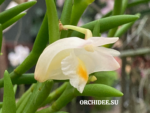 Dendrobium parciflorum