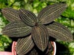 Ludisia Discolor Super Veination