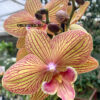Phalaenopsis PH 182/1 Ravello Big Lip — изображение 2