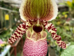 Paphiopedilum liemianum