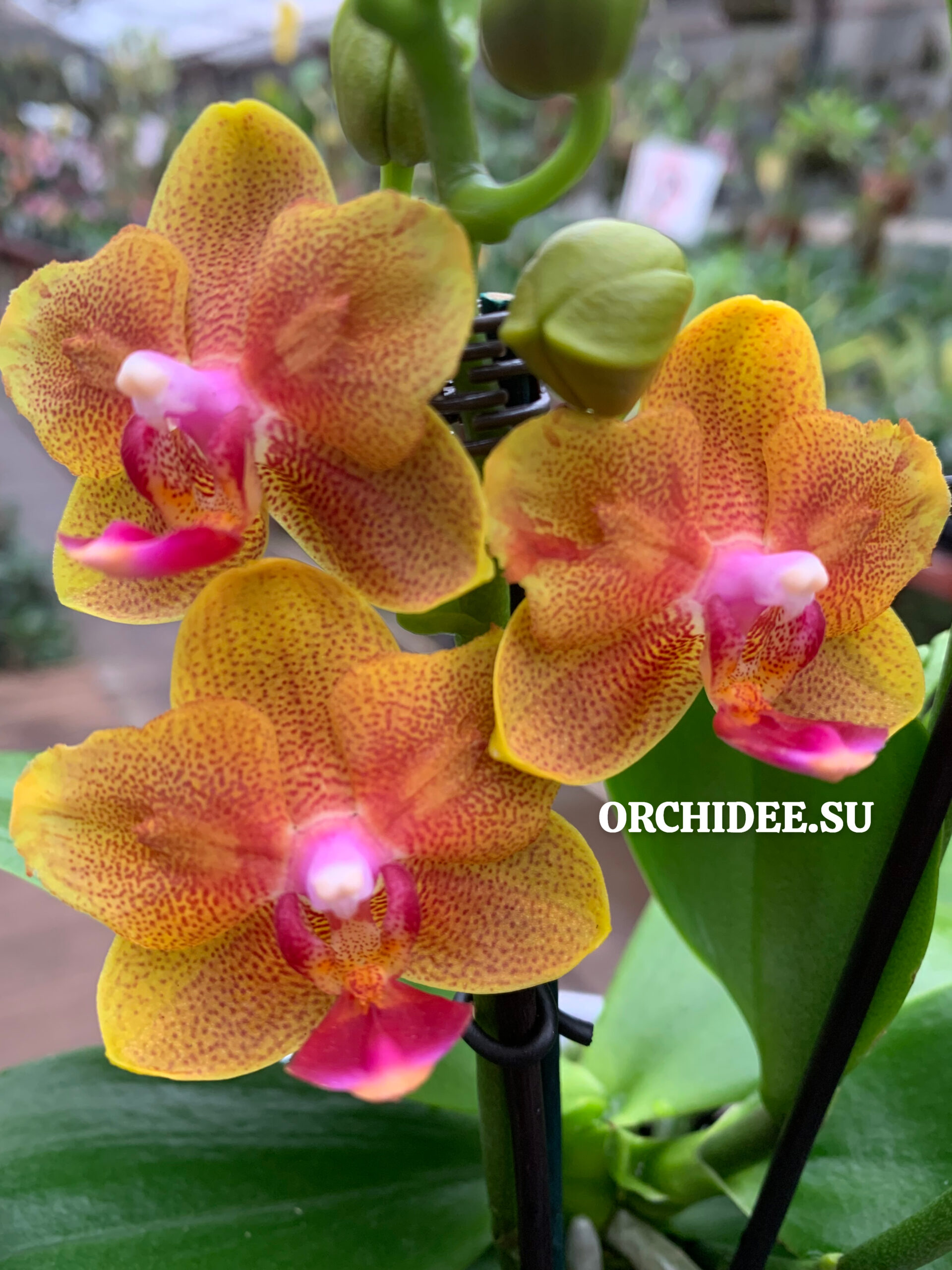 Phalaenopsis PHM 203 Lioulin Orange Peloric – Орхидеи