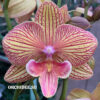 Phalaenopsis PH 182/1 Ravello Big Lip