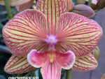 Phalaenopsis PH 182/1 Ravello Big Lip