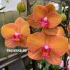 Phalaenopsis PH 267 Carrot Cake