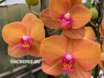 Phalaenopsis PH 267 Carrot Cake