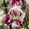Phalaenopsis PH 387 Arlekin 3 lip peloric — изображение 2