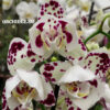 Phalaenopsis PH 387 Arlekin 3 lip peloric