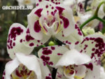 Phalaenopsis PH 387 Arlekin 3 lip peloric