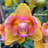 Phalaenopsis PHM 029 Be Tris x Sogo Lawrence — изображение 2