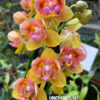 Phalaenopsis PHM 029 Be Tris x Sogo Lawrence