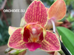 Phalaenopsis PHM 186/1 Bowdion 3 Lip peloric