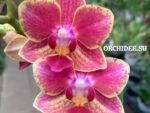 Phalaenopsis PHM 186 Bowdion