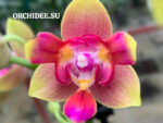 Phalaenopsis PHM 194/1 Rising Sun 3 lip Peloric