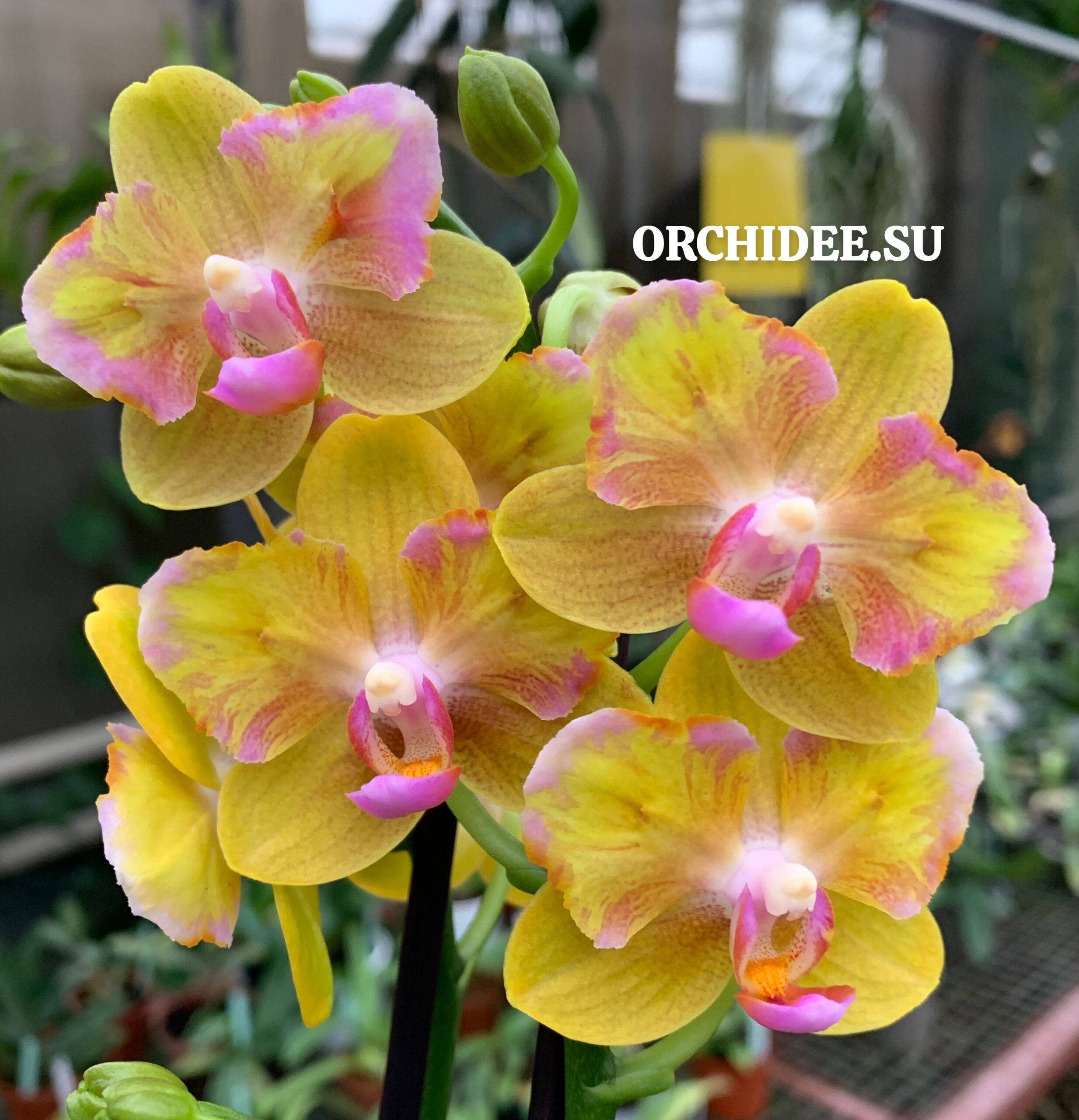 Phalaenopsis PHM 203 Lioulin Orange Peloric – Орхидеи