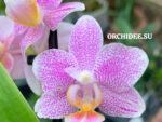Phalaenopsis PHM 201 Zambiya