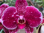 Phalaenopsis PH 388 Spirit Red