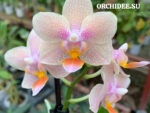 Phalaenopsis PHM 202 Tiny Melissa