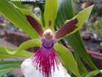 Zygopetalum Rhein Harlequin Strong