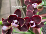 Phalaenopsis PHM 036 Sogo Banana Chocolate