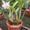 Cattleya hybrid 045 — изображение 2