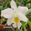 Cattleya hybrid 045