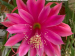 Epiphyllum Wild Plum