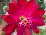 Epiphyllum 'Fantasy Dragon'