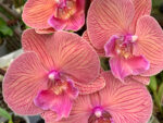 Phalaenopsis PH 389 Big Lip