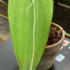 Pleurothallis sp. — изображение 2