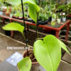 Pleurothallis sp.