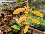Bulbophyllum kanburiense