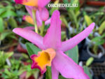 Cattleya hybrid 047