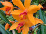 Cattleya hybrid 048