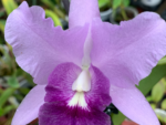 Cattleya hybrid 046