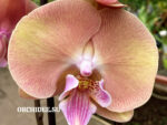 Phalaenopsis PH 392