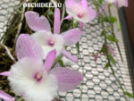 Dendrobium aphyllum (pierardii)