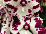 Phalaenopsis PH 393 Big Lip