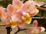 Phalaenopsis PHM 067/1 Scention butterfly aroma