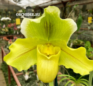 Paphiopedilum American hybrid 015