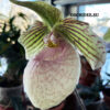 Paphiopedilum Fanaticum (malipoense x micranthum) — изображение 2